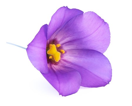 Lisianthus Botanic Blue 70