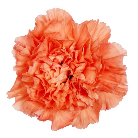 Nejlikor Orange Hermes Orange 70