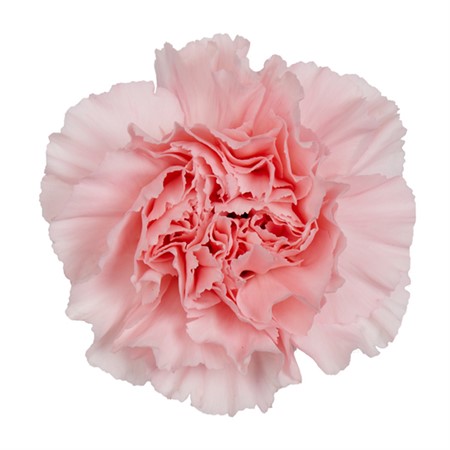Nejlikor Rosa Doncel 70