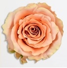 Rosa grootbloemig Verona 50