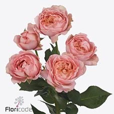 Rosa tros Julietta 60