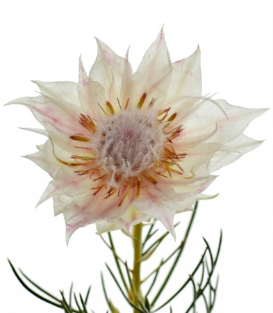 SERRURIA BL BRIDE WHITE 60