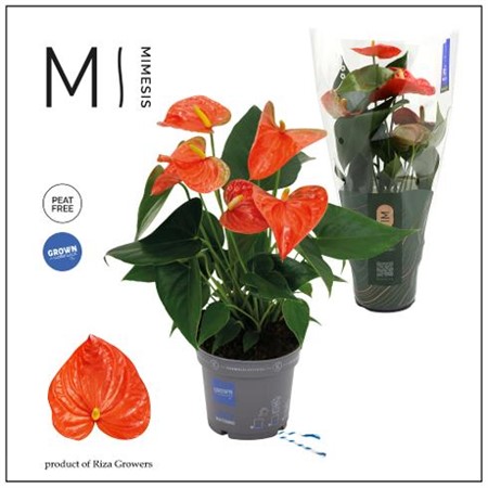 Anthurium andr. Karma Orange Ø12 H=35 4+ BLM