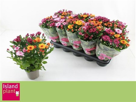 Chrysanthemum ind. Mount Aubisque mix in pot Ø12 H=25