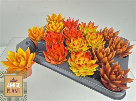 Echeveria Miranda HÖSTFÄRGAD Ø6 H=9