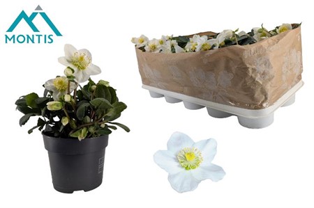 Helleborus Christmas Carol Ø12 H=20 5+ BLM