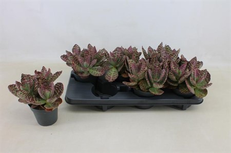 Kalanchoe humilis Surprising Desert Ø12 H=30