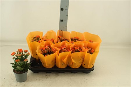 Kalanchoe Perfecta orange Ø12 H=25