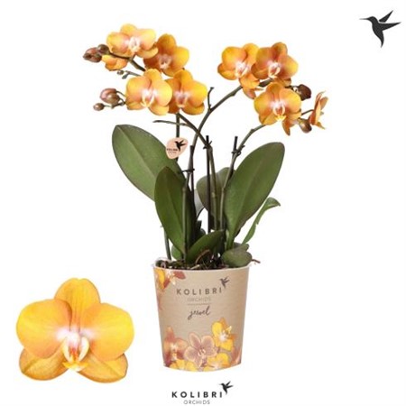 Phalaenopsis Kolibri Las Vegas Ø12 H=40 24+ BLM 4 TAK