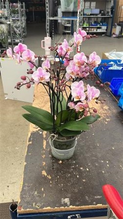Phalaenopsis multiflora Bellissimo Angelo Ø15 H=50 100+ BLM 4 TAK