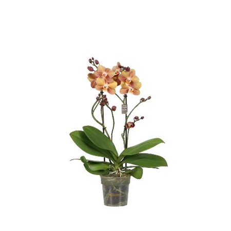 Phalaenopsis multiflora Monaco Ø12 H=50 2 TAK