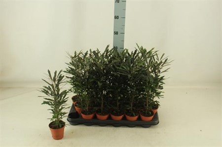 Dizygotheca elegantissima Castor Ø9 H=34