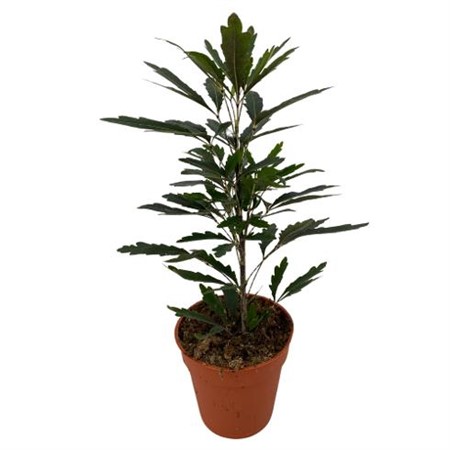 Dizygotheca elegantissima Castor Ø9 H=34