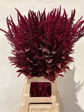 Amaranthus CR Velvet H=80