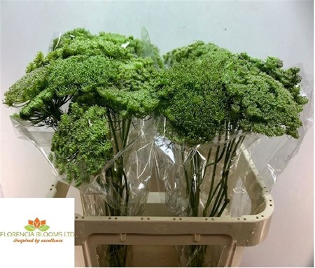 Ammi Majus H=70