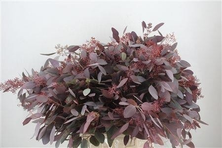 Bunch Eucalyptus Polyanthemos (fruit) Dyed H=65