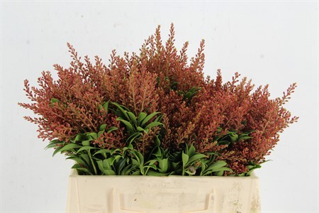 Bunch Pieris Ja Cupido H=35