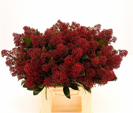 Bunch Skimmia J Rubella H=40