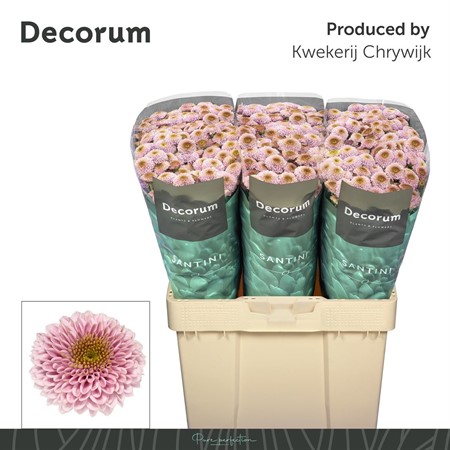 Chrysant S AAA Doria Pink H=55