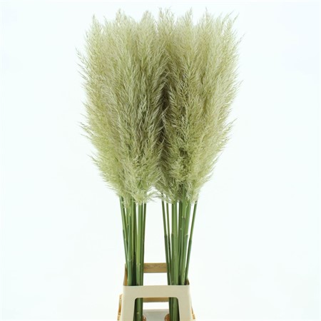 Cortaderia SE Evita H=120
