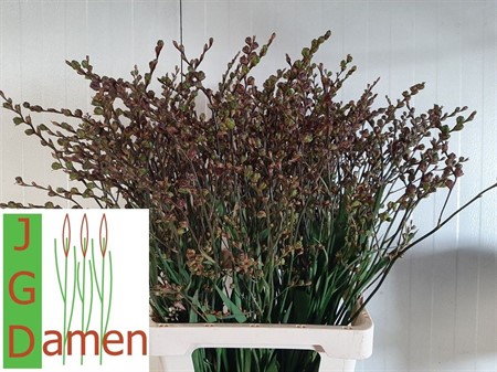 Crocosmia Bes van Carmine Brilliant H=75