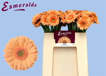 Gerbera MI Judo H=50
