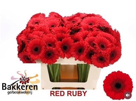 Gerbera MI Red Ruby H=50