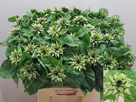 Helianthus H=70
