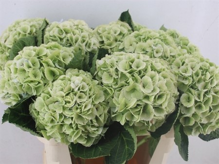 Hydrangea M My Beautiful Matcha Cl H=80