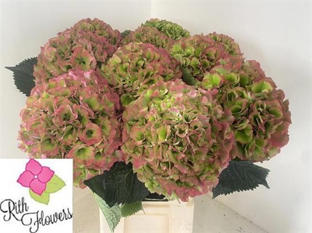 Hydrangea M Verena Cl H=80
