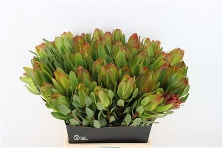 Leucadendron Laurel Yellow H=50
