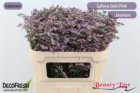 Limonium Safora Oshi Pink H=70