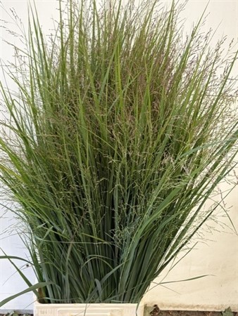Panicum Vi Fontaine H=100