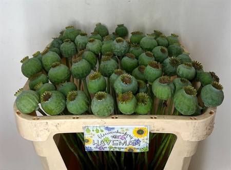 Papaver Som (seed Pod) H=65