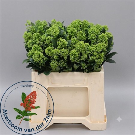 Skimmia J Frank White per bunch H=35