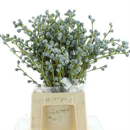 bunch Eucalyptus globulus H=60