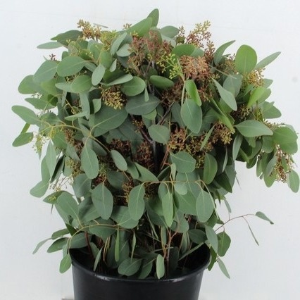 bunch Eucalyptus leaf H=65