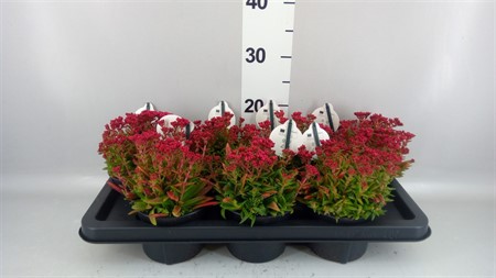 Crassula schmidtii Ø13 H=20