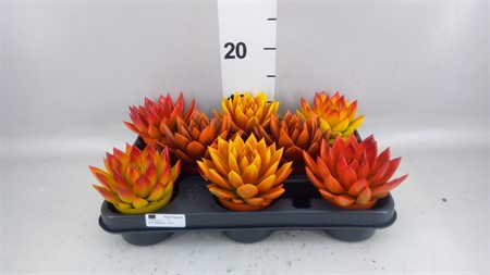 Echeveria 'Miranda' Autumn mixed Ø508 H=11