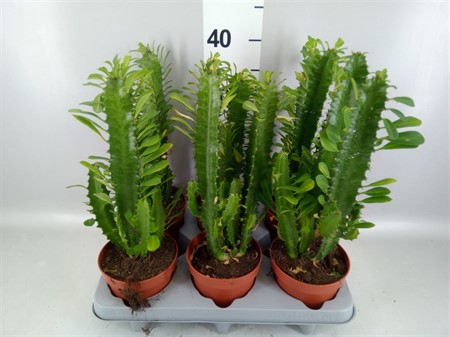 Euphorbia trigona . Ø12 H=30