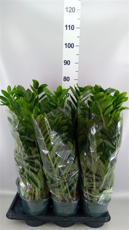 Zamioculcas zamiifolia Lucky Classic 7+ spike Ø17 H=65