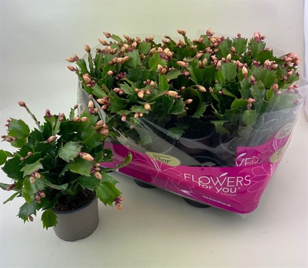SCHLUMBERGIA  GUL 11 CM Ø11