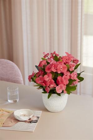 EUPHORBIA MILII ALEXANDRA 10,5Ø Ø10.5