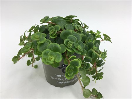 SEDUM MAKINOI TORNADO 10,5Ø Ø10.5