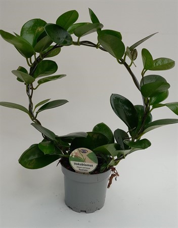 HOYA 'AUSTRALIS' BÅGE 12 CM Ø12