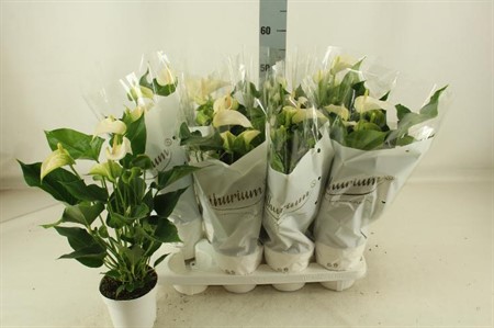 Anthurium andr. vit White Champion KLIPP Ø14 H=50 4+ BLM