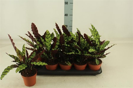 Calathea Lancifolia KLIPP Ø12 H=30