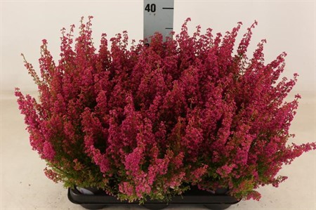 Erica gracilis röd Ø11 H=25 DIAM 16+