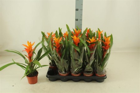 Guzmania Variada KLIPP Ø12 H=42