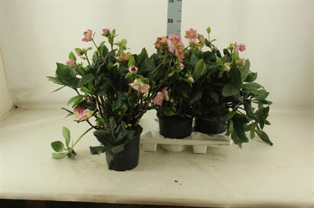 Helleborus GC Winter Ballet Kacy Ø19 H=50